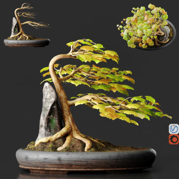 Maceta Bonsái Sicómoro Modelo 3D