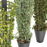 Macetas Planta Rascreadora - Hemase
