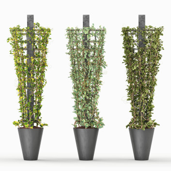 Pots de fleurs  Plante Rampante Modèle 3D
