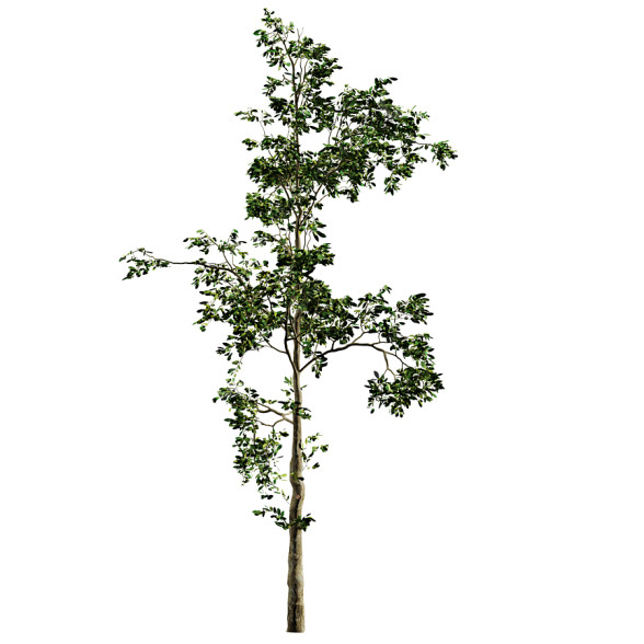 Baum Fb283 Sämlingswachstum 3D-Modell
