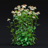 Blumen Echinacea purpurea alba - valeriy korol ld
