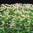 Blumen Echinacea purpurea alba - valeriy korol ld