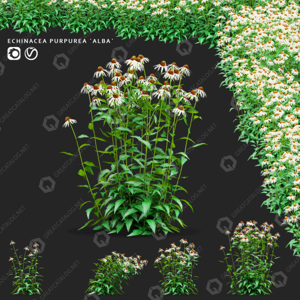 Flowers Echinacea Purpurea Alba 3D model - GreatCatalog 10834
