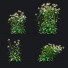 Blumen Echinacea purpurea alba - valeriy korol ld