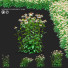 Blumen Echinacea purpurea alba - valeriy korol ld