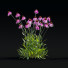 Blumen Echinacea pallida - valeriy korol ld