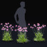 Blumen Echinacea pallida - valeriy korol ld