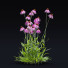 Blumen Echinacea pallida - valeriy korol ld