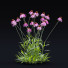Blumen Echinacea pallida - valeriy korol ld