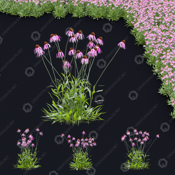 Blumen Echinacea pallida 3D-Modell