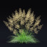 Gras Rasen-Schmiele - valeriy korol ld