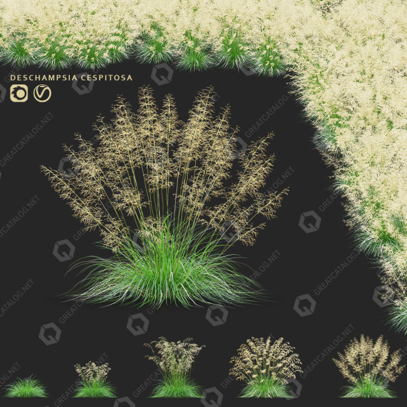 Gras Rasen-Schmiele 3D-Modell