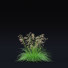 Gras Rasen-Schmiele - valeriy korol ld