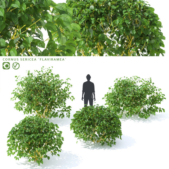Büsche Roter Hartriegel flaviramea 3D-Modell