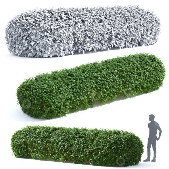 Büsche Roter Hartriegel flaviramea 3D-Modell