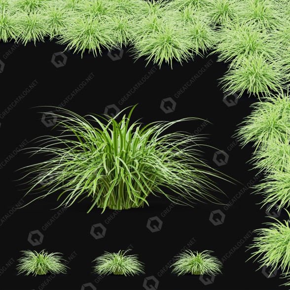 Gras Morrow-Segge 'Ice Dance' 3D-Modell