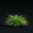 Hierba Carex caryophyllea - valeriy korol ld