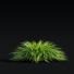 Hierba Carex caryophyllea - valeriy korol ld