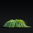 Hierba Carex caryophyllea - valeriy korol ld