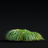 Hierba Carex caryophyllea - valeriy korol ld
