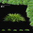 Hierba Carex caryophyllea - valeriy korol ld
