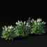 Blumen Volzhanka - valeriy korol ld