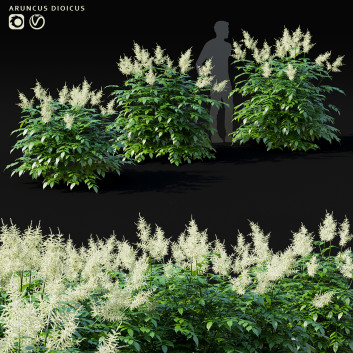 Blumen Volzhanka 3D-Modell