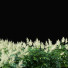 Blumen Volzhanka - valeriy korol ld