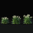 Blumen Volzhanka - valeriy korol ld
