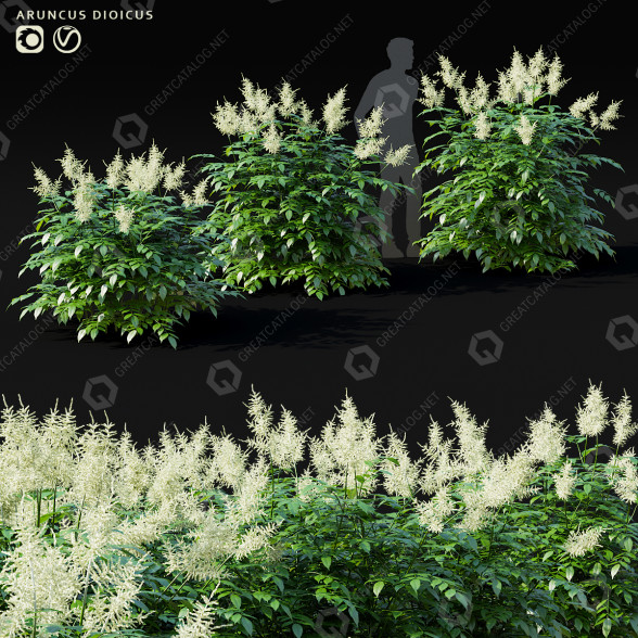 Blumen Volzhanka 3D-Modell