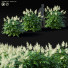 Blumen Volzhanka - valeriy korol ld