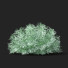 Krzewy Artemisia Schmidtiana - valeriy korol ld