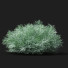 Krzewy Artemisia Schmidtiana - valeriy korol ld