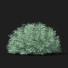 Krzewy Artemisia Schmidtiana - valeriy korol ld