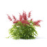 Kwiaty Astilbe Japonica Red - valeriy korol ld