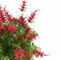 Kwiaty Astilbe Japonica Red - valeriy korol ld