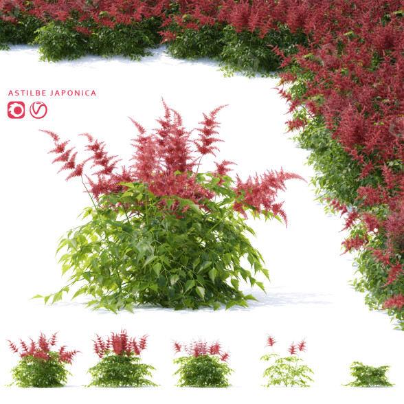 Kwiaty Astilbe Japonica Red model 3D