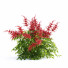 Kwiaty Astilbe Japonica Red - valeriy korol ld