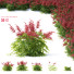 Kwiaty Astilbe Japonica Red - valeriy korol ld