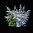 Kwiaty Astilbe Japonica White - valeriy korol ld