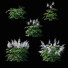 Kwiaty Astilbe Japonica White - valeriy korol ld