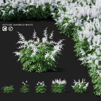 Kwiaty  Astilbe Japonica White Model 3D