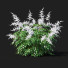 Kwiaty Astilbe Japonica White - valeriy korol ld
