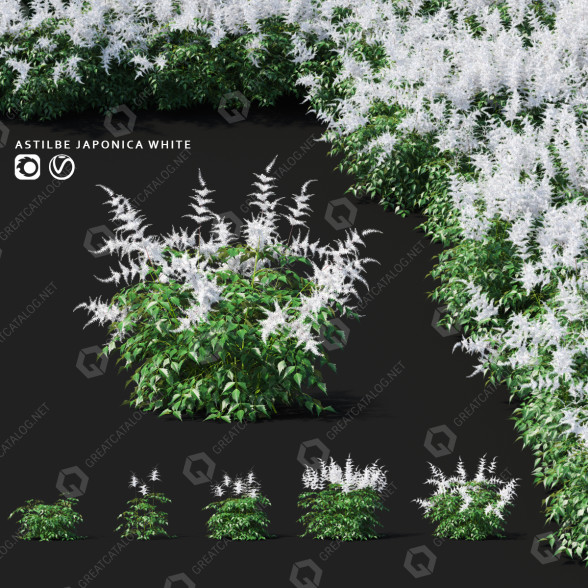 Kwiaty Astilbe Japonica White model 3D