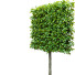 Arbre Hêtre taillé - valeriy korol ld