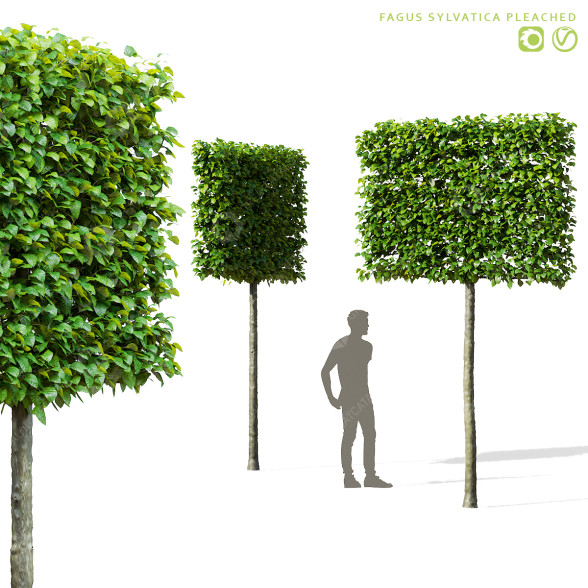 Arbre Hêtre taillé modèle 3D