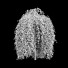 Drzewo Fagus Sylvatica Purpurea Pendula - valeriy korol ld