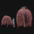 Drzewo Fagus Sylvatica Purpurea Pendula - valeriy korol ld