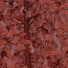 Drzewo Fagus Sylvatica Purpurea Pendula - valeriy korol ld