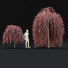 Drzewo Fagus Sylvatica Purpurea Pendula - valeriy korol ld